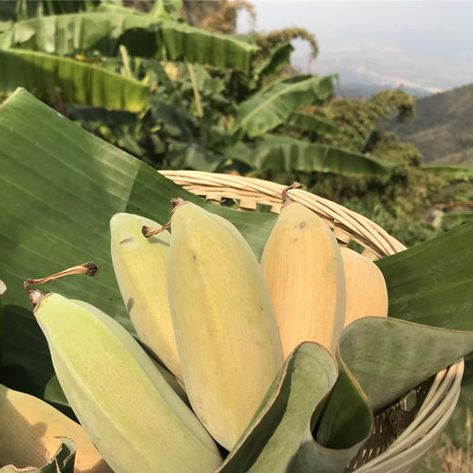 高原云南老实芭蕉粉甜糯香有机种植