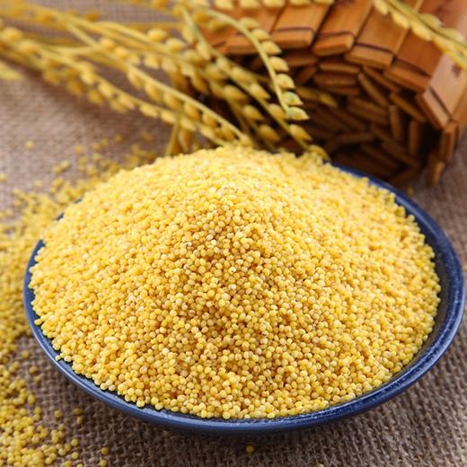 【新疆天山黄小米】550g/袋，雪水灌溉，一级米 商品图0