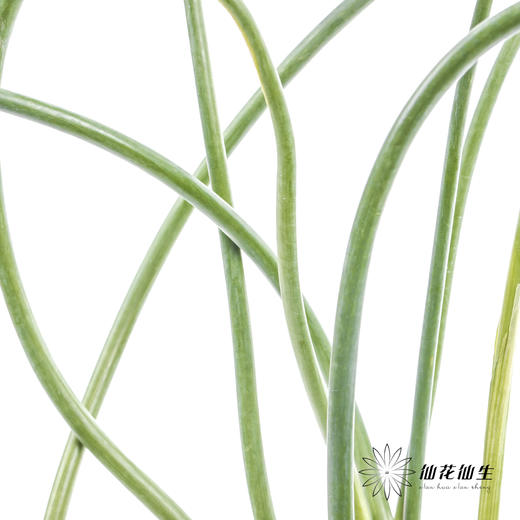 配花 | 紫色弯葱 商品图8