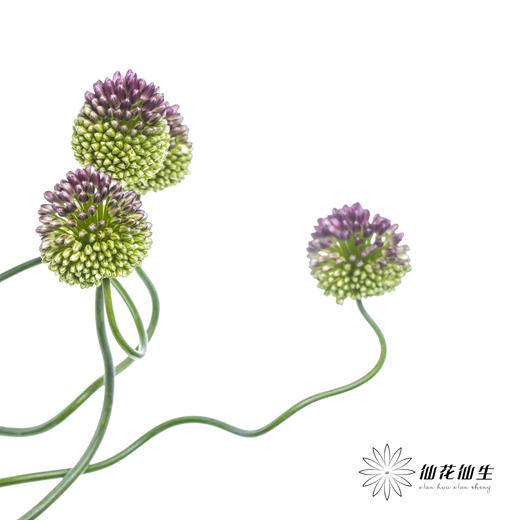 配花 | 紫色弯葱 商品图5