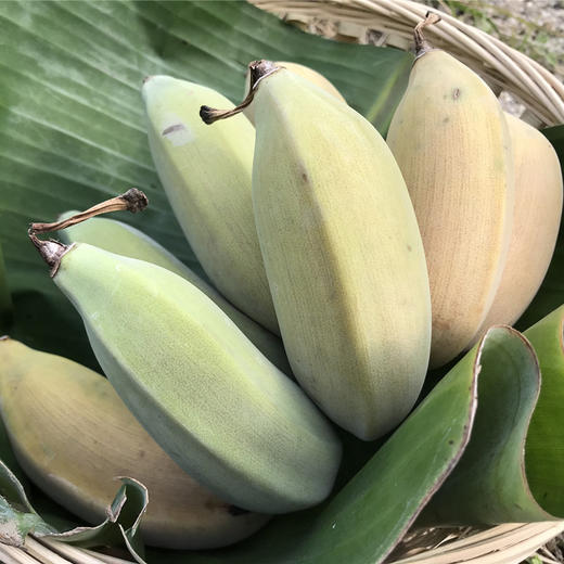 高原云南老实芭蕉粉甜糯香有机种植