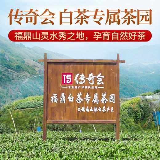 传奇会茶叶 福鼎白茶 白毫银针 陈年品质老白茶礼盒装300g 商品图7