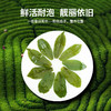传奇会  正宗六安瓜片茶叶绿茶  雨前一级春茶 罐装礼盒装共170g 商品缩略图6