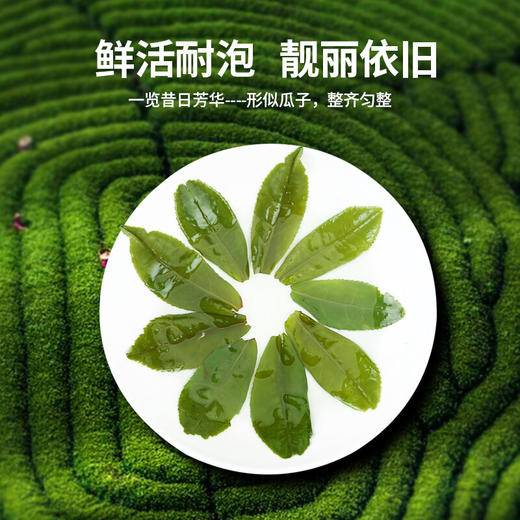 传奇会  正宗六安瓜片茶叶绿茶  雨前一级春茶 罐装礼盒装共170g 商品图6