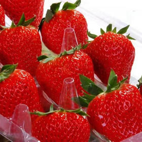【产地直发包邮】草莓先生—红颜草莓3斤包邮