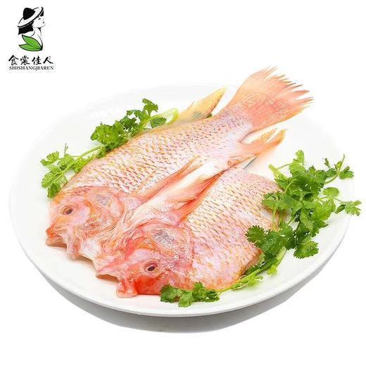生态红海鲷 商品图1