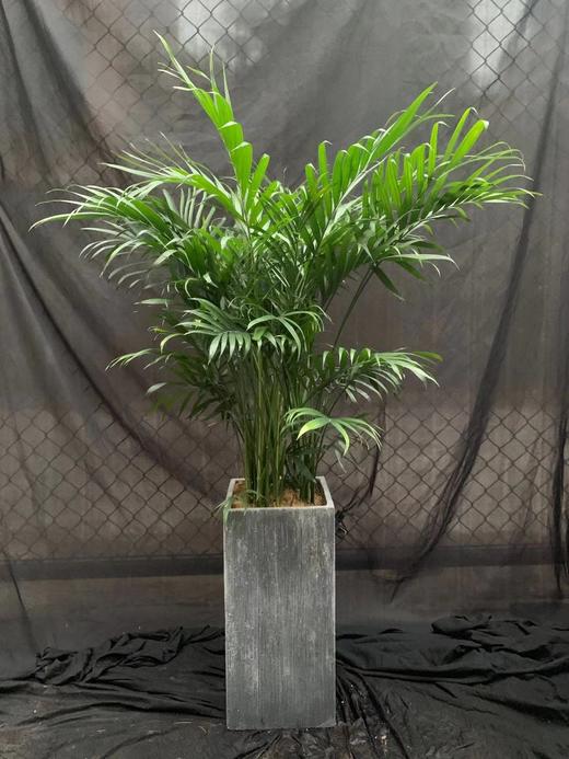 水泥盆—富贵椰子 商品图3