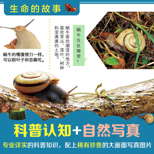 【朱芳宜倾情推荐】【全30册礼盒装】生命的故事系列正版 儿童少儿昆虫百科全书动物世界 生命简史 2-3-6岁 幼儿园儿童图书写真集 国外获奖经典绘本 商品图1