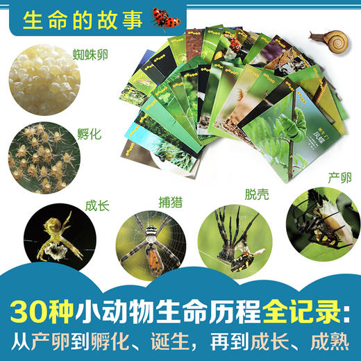 【朱芳宜倾情推荐】【全30册礼盒装】生命的故事系列正版 儿童少儿昆虫百科全书动物世界 生命简史 2-3-6岁 幼儿园儿童图书写真集 国外获奖经典绘本 商品图2