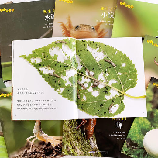 【10册】生命的故事第2辑 蚕 蟋蟀蜗牛少儿动物昆虫百科全书 动物世界生命简史历程 2-3-6岁 幼儿园宝宝儿童图书写真集 国外获奖 商品图2
