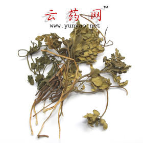 一朵云  阴地蕨