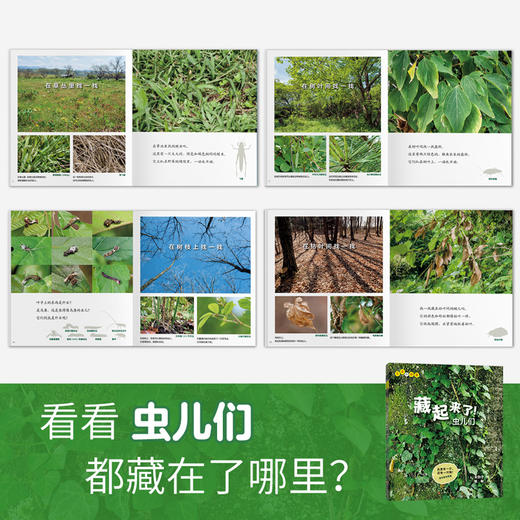【番外篇2册】生命的故事系列 藏起来了儿童少儿动物昆虫百科全书动物世界生命简史历程2-3-6岁幼儿园图书写真集国外获奖经典绘本 商品图2