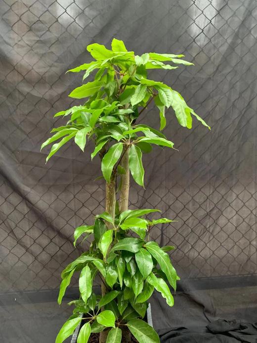 方水泥盆—大叶伞 商品图3