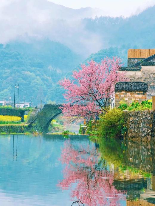 【婺源,三清山】清明,3天《婺源油菜花,篁岭梯田花海 ,新安江山水画廊
