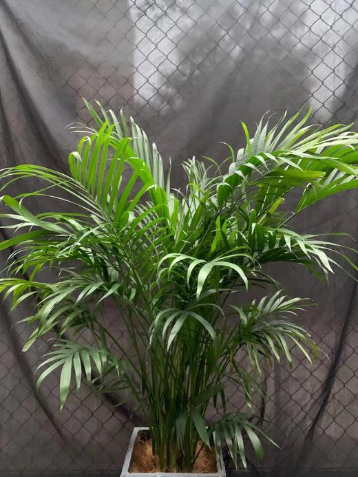 水泥盆—富贵椰子 商品图6