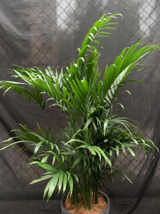 水泥盆—富贵椰子 商品图5