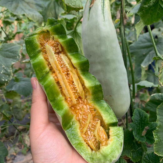 【春季头茬】山东锦玉羊角蜜甜瓜 新鲜水果应季脆甜小香瓜 现摘时令甜瓜 商品图5