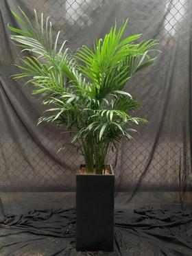 水泥盆—富贵椰子