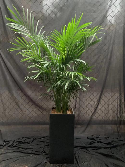 水泥盆—富贵椰子 商品图0