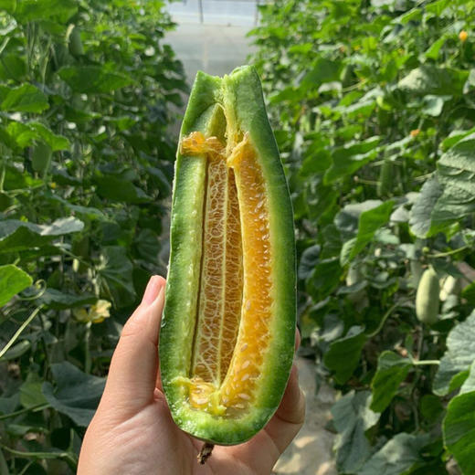 【春季头茬】山东锦玉羊角蜜甜瓜 新鲜水果应季脆甜小香瓜 现摘时令甜瓜 商品图4