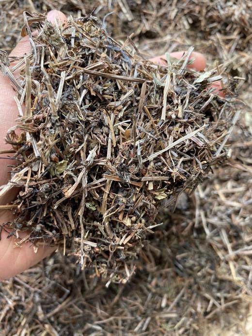 猪殃殃 八仙草 商品图3