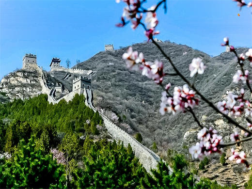 【花海列车+居庸关1日】开往春天的列车の枝花正盛-春光正好-长城内外-分外妖娆 商品图7