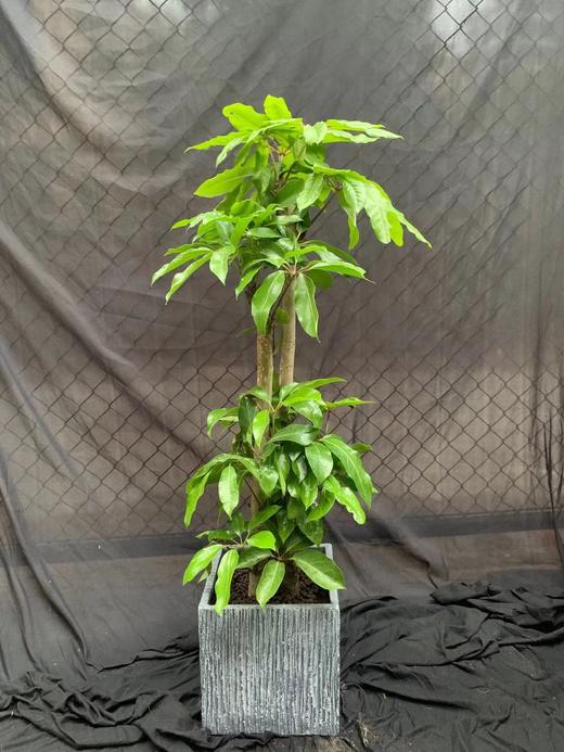 方水泥盆—大叶伞 商品图2