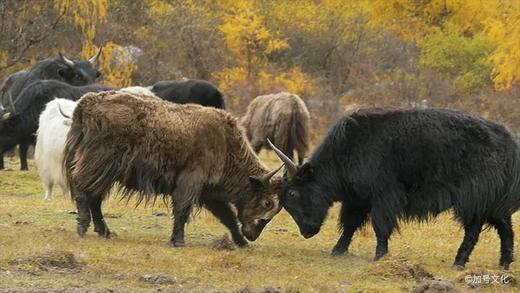 【朗诗峰上】暑期四姑娘山亲子徒步露营活动 商品图1