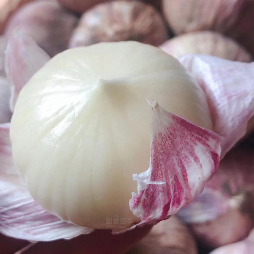 甄选出口级蒜王·大理紫皮独头蒜  蒜香浓郁 辛辣十足 商品图1