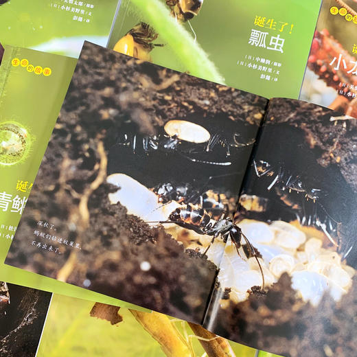 【10册】生命的故事第1辑 蝌蚪螳螂 少儿动物昆虫百科全书 动物世界 生命简史历程 2-3-6岁 幼儿园宝宝 儿童图书写真集 国外获奖 商品图3