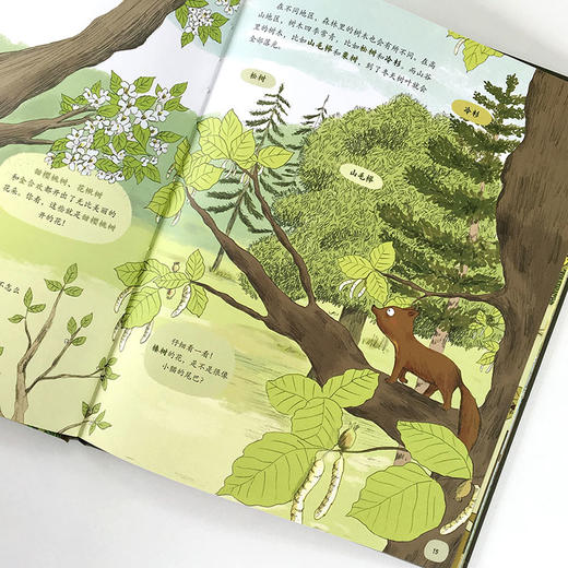 【精装硬壳】藏在森林里的生命 动物百科全书 儿童绘本国外经典2-3-4-6岁故事书早教 幼儿认知小百科 野生动物世界大探秘亲亲自然 商品图2