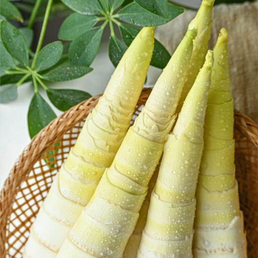 <有书甄选>福建雷竹鲜春笋|（现挖顺丰包邮） 商品图1