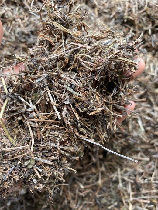 猪殃殃 八仙草 商品图4