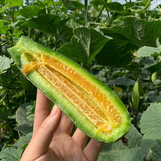 【春季头茬】山东锦玉羊角蜜甜瓜 新鲜水果应季脆甜小香瓜 现摘时令甜瓜 商品图3