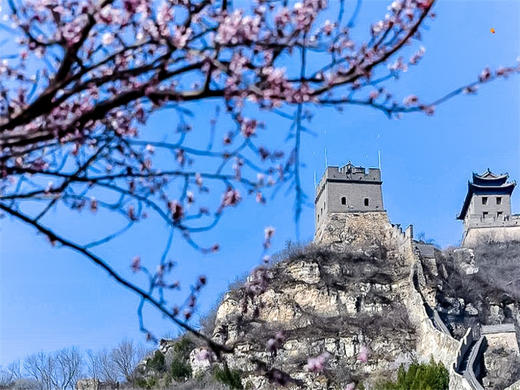 【花海列车+居庸关1日】开往春天的列车の枝花正盛-春光正好-长城内外-分外妖娆 商品图6