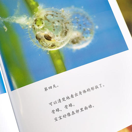 【10册】生命的故事第1辑 蝌蚪螳螂 少儿动物昆虫百科全书 动物世界 生命简史历程 2-3-6岁 幼儿园宝宝 儿童图书写真集 国外获奖 商品图2