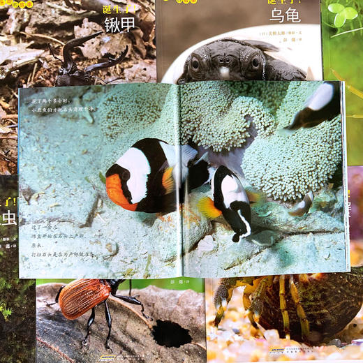 【10册】生命的故事第3辑 寄居蟹小丑鱼 少儿动物昆虫百科全书动物世界生命简史历程 2-3-6岁 幼儿园宝宝儿童图书写真集国外获奖 商品图2