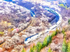 【花海列车+居庸关1日】开往春天的列车の枝花正盛-春光正好-长城内外-分外妖娆 商品缩略图1