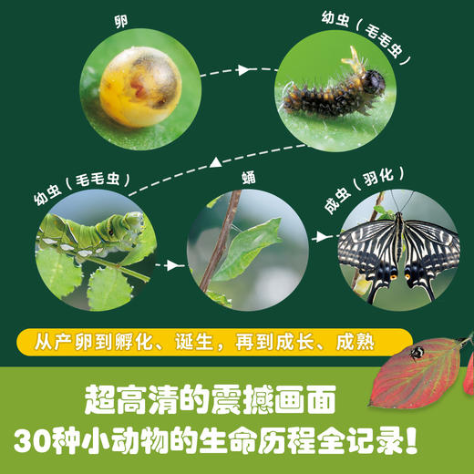 【32册组合装】生命的故事系列 儿童少儿动物昆虫百科全书动物世界 生命简史历程 2-3-6岁 幼儿园 儿童图书写真集 国外获奖 经典 商品图2