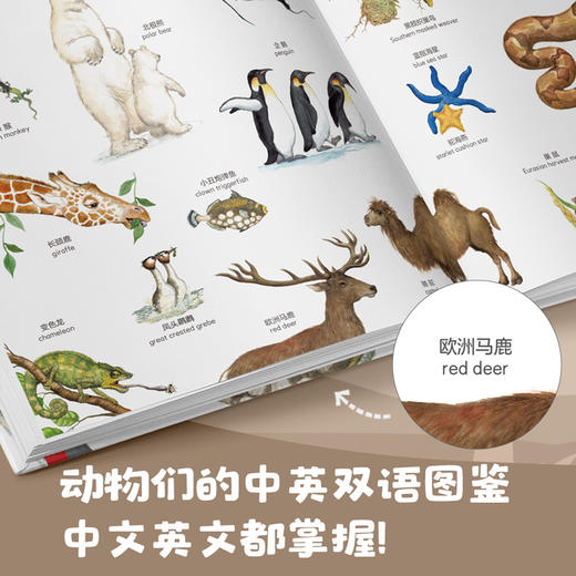 【精装全2册】鹦鹉螺21种动物们鸟儿们 幼儿认知动物百科全书 儿童3-4-6岁故事书自然通识类我的野生动物朋友科普绘本童书籍阅读 商品图3