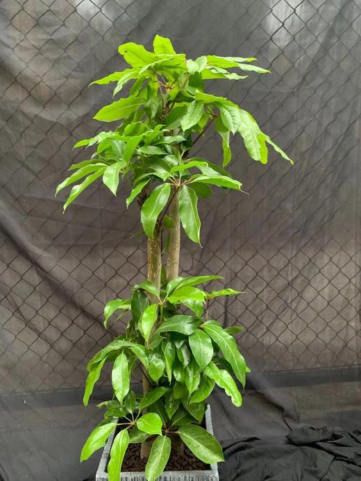 方水泥盆—大叶伞 商品图4