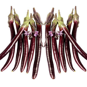 [专业种子] “日升长茄”茄子种子