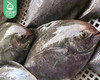 【叼鲜】本港冰鲜黑鲳鱼（未杀）/1份（3-4条，共450-500g） 商品缩略图3