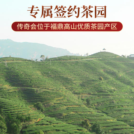 传奇会茶叶 福鼎白茶寿眉老白茶10饼装共2500g（250g*10） 2019年老寿眉正宗福建白茶10饼装 商品图6
