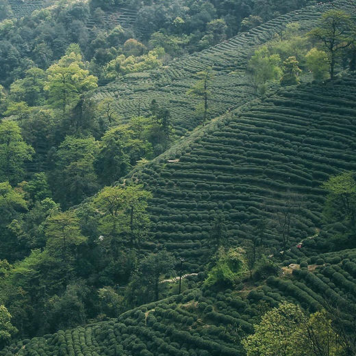 预售 |  2026年 明前狮峰龙井  125克   250克 商品图1