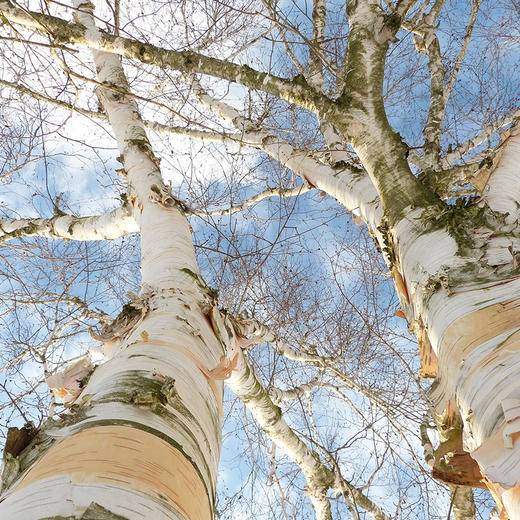 【白桦树汁补水保湿喷雾】含量高达97%　亭亭白桦　天然小分子补水祛痘印植物精华 商品图2