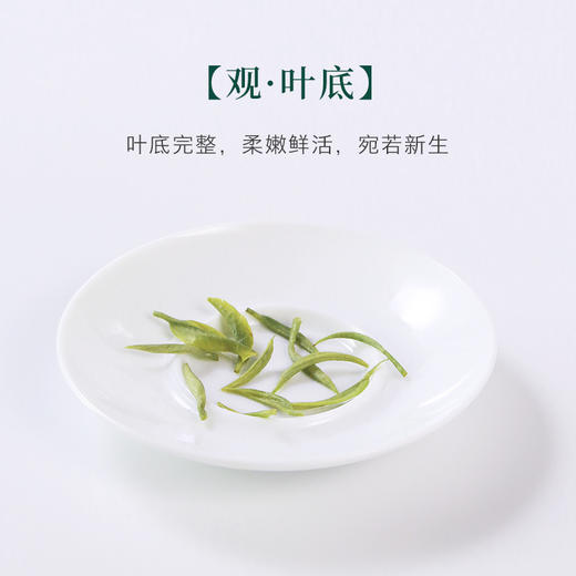 【宜昌助农馆】长盛川·芽茶礼盒200g 商品图2