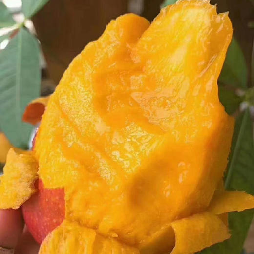 三亚自然熟山野贵妃芒🥭 商品图11