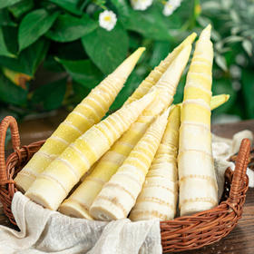 临安春笋|春天嫩爆的一茬！鲜得掉眉毛