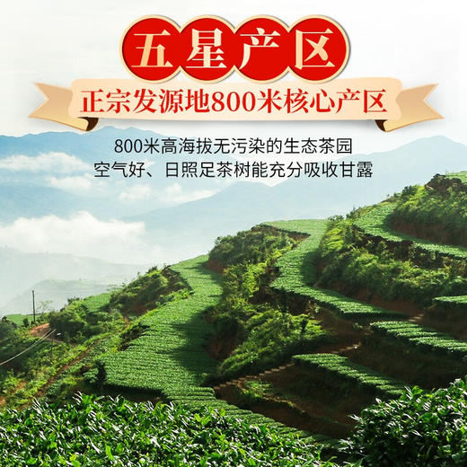 传奇会茶叶 特级清香型无农残安溪铁观音 五星经典特级兰花香铁观音500g礼盒装 商品图7